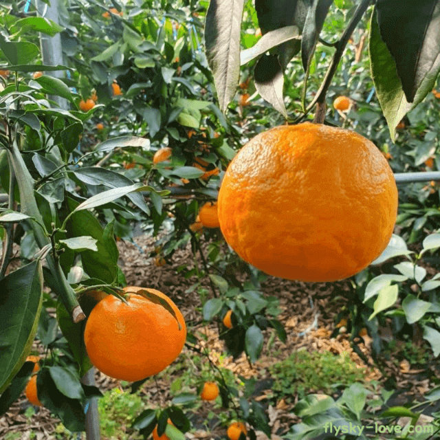 비타민이 풍부한 새콤달콤 카라향