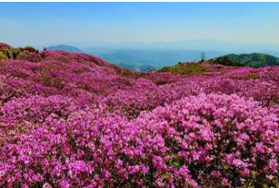 황매산 철쭉 개화상황