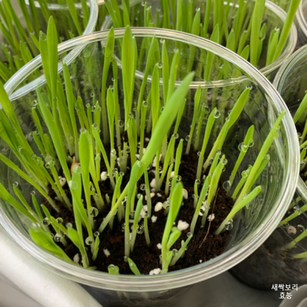 새싹보리 효능│새싹보리 효능 알고 드세요!