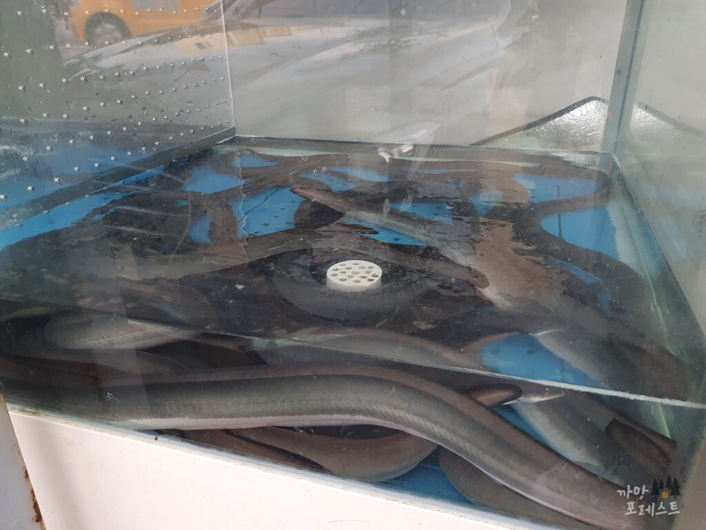 화성 만미정게판 장어