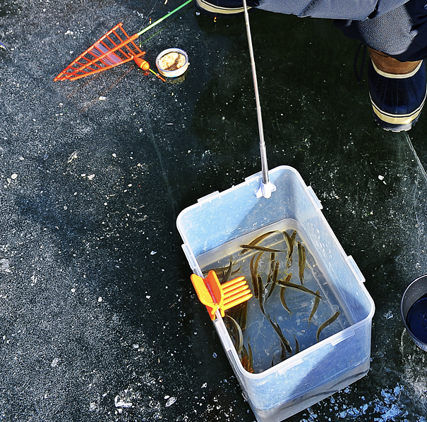 강원도 양오 빙어 축제 사진