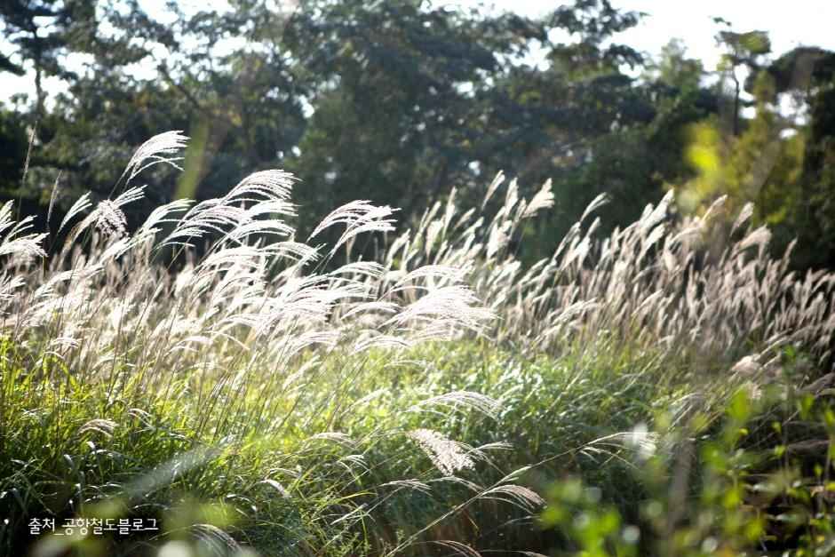 인천 드림파크 야생화단지