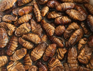 번데기 효능, 칼로리, 삶는법, 보관법(냉장, 냉동) - 번데기탕 만드는법 영양 만점 건강한 단백질 간식