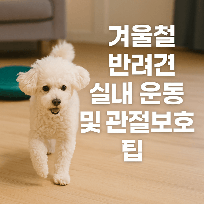 추운 날씨에도 반려견 건강하게! 실내 운동 + 관절보호 꿀팁