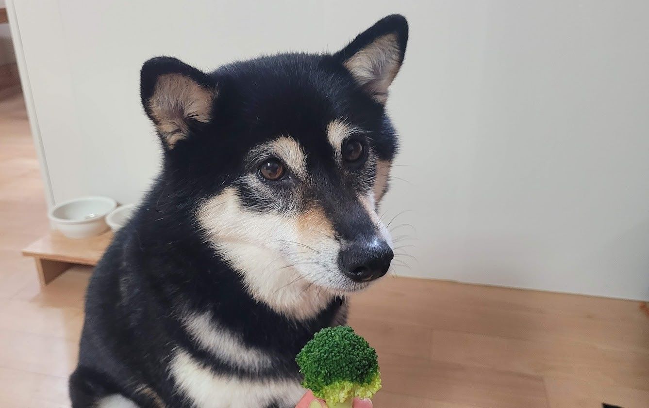 브로콜리 먹으려고 기다리고 있는 강아지