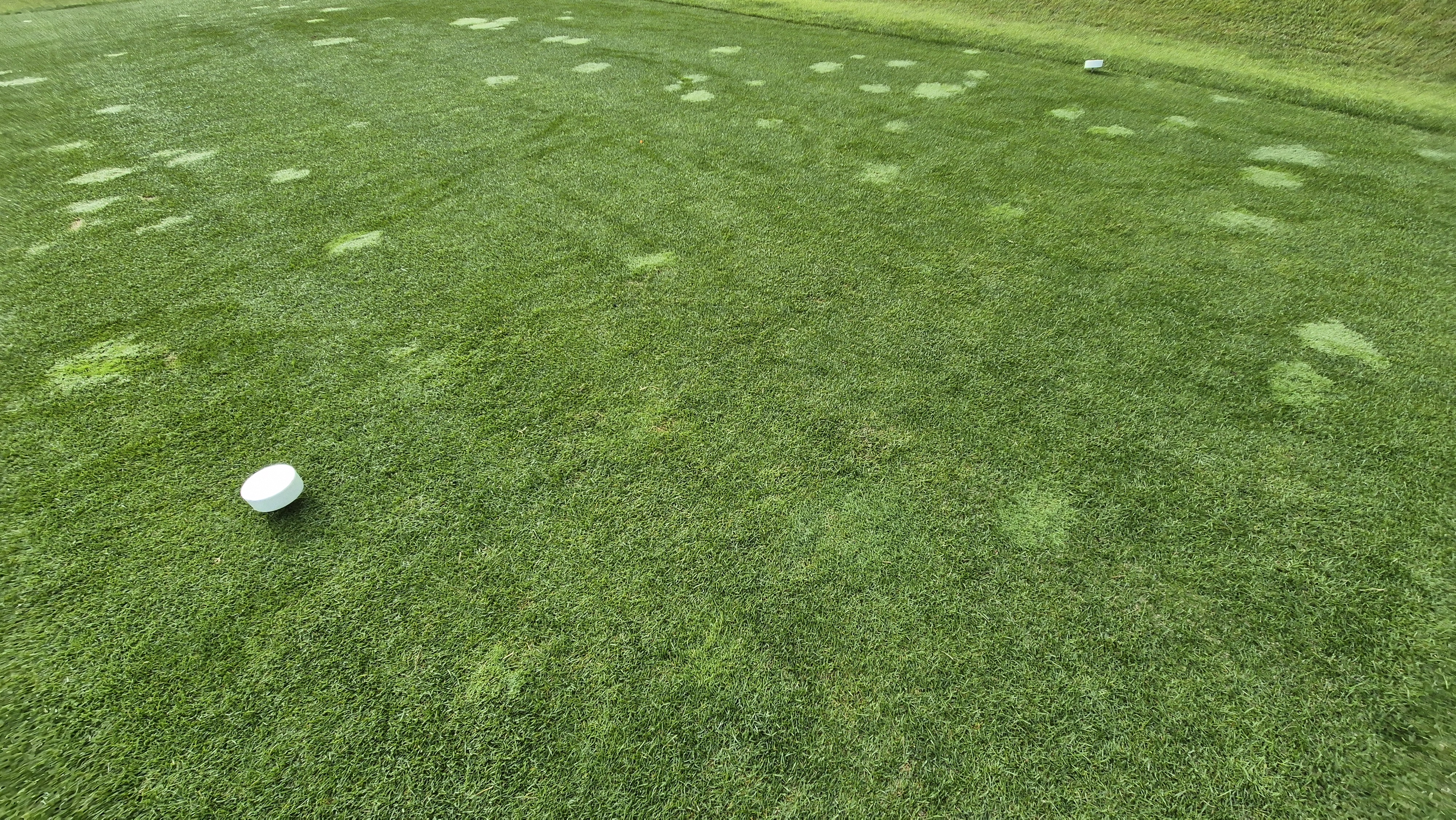 오로라cc 티잉구역 상태