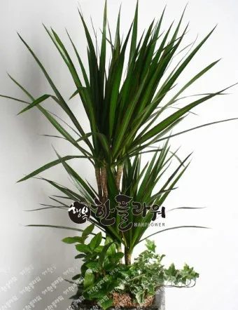 드라세나 키우기 물주기 가지치기 번식방법 흙배합 가이드_4