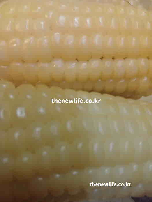옥수수 효능 항산화 작용