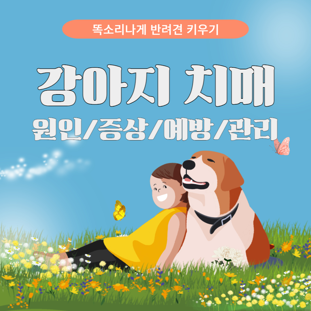 강아지치매 원인 증상 예방 관리