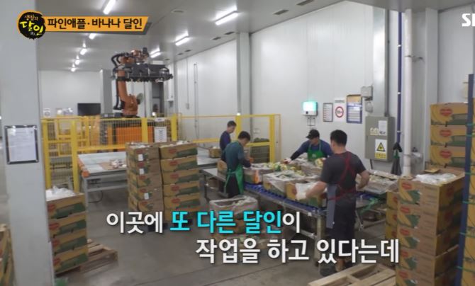 바나나 달인
