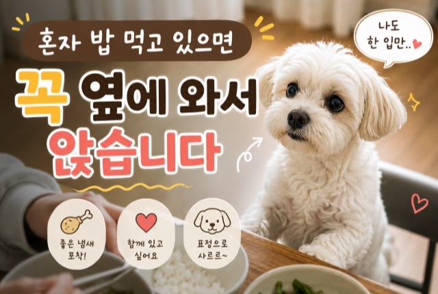식사시 꼭 옆에와서 앉아있는 반려견 모습