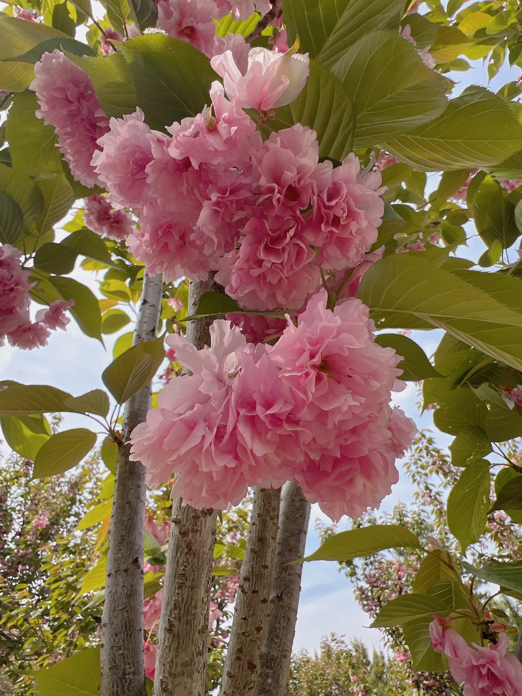 울산 겹벚꽃 포토존
