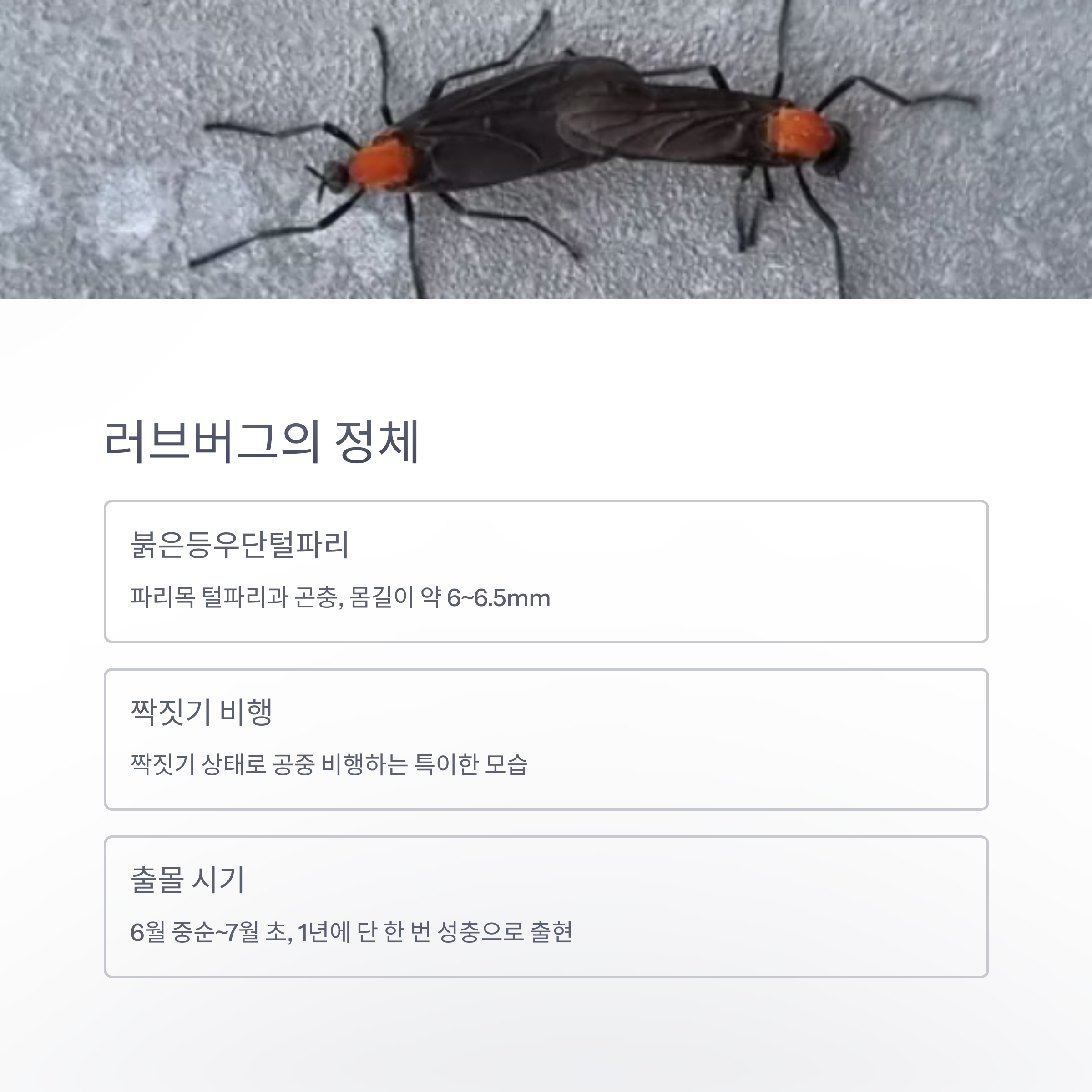 러브버그의 정체