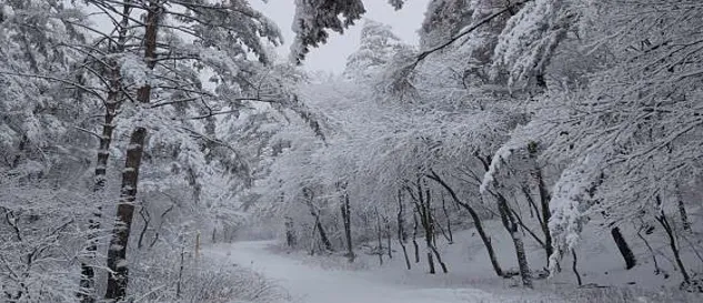 태백고원자연휴양림