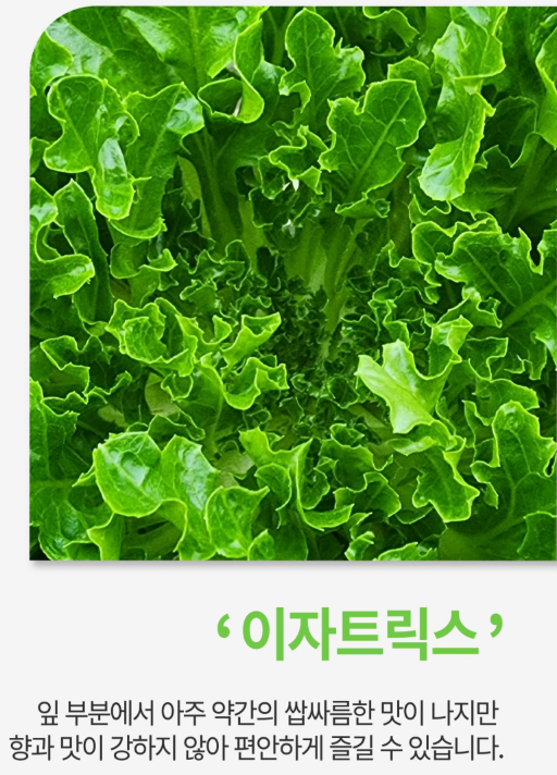 6시내고향 유럽쌈채소 경남 밀양 밀양상회