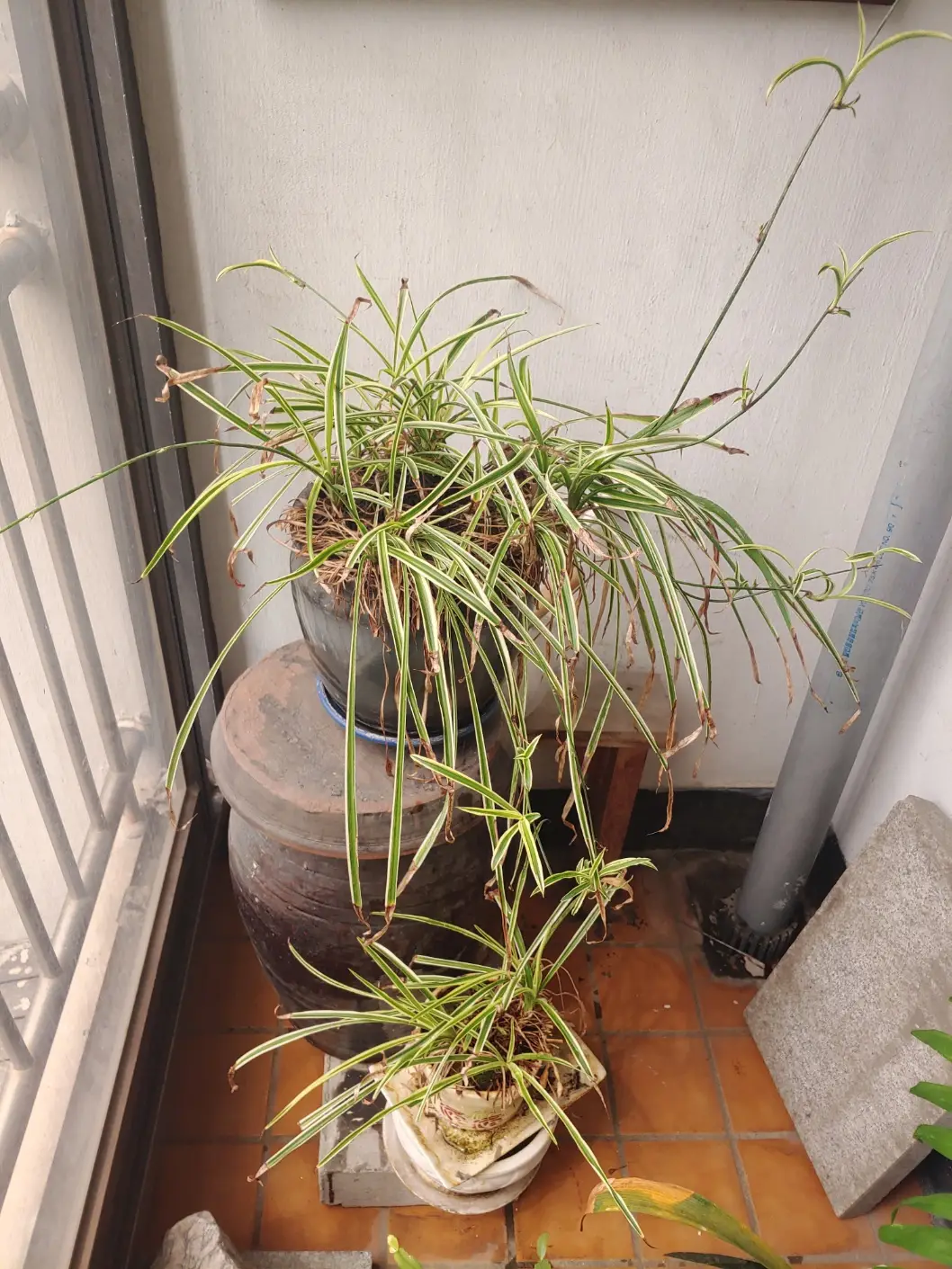 숯을-빼자-다시-힘차게-무럭무럭-자라주는-반려식물-나비란