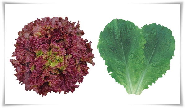 텃밭 "상추 키우기" 초보자도 쉽게 키우는 신선한 쌈 채소 재배의 모든 것!