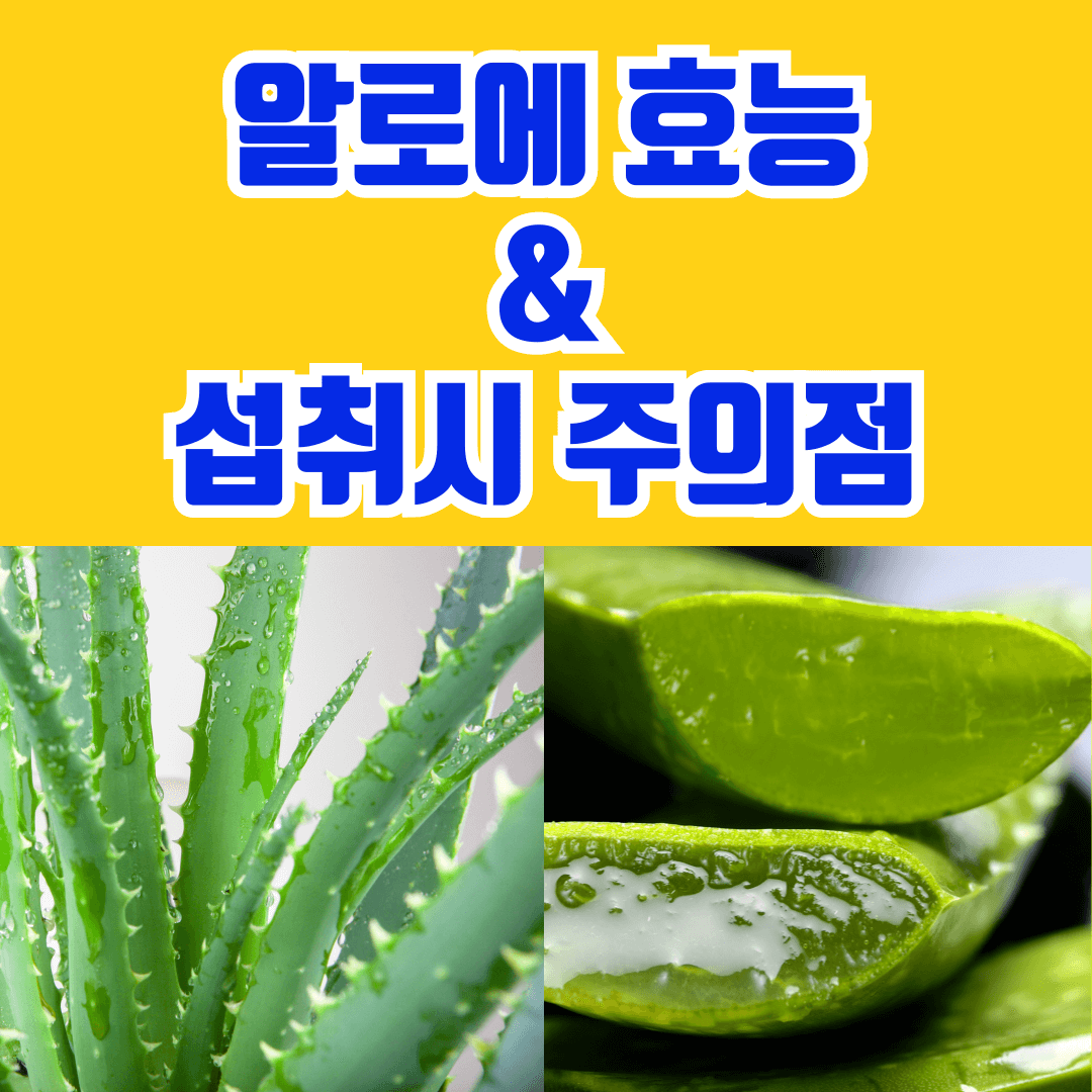 알로에 효능 및 섭취시 주의점
