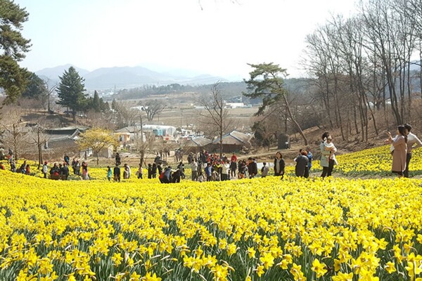 서산 유기방가옥 수선화축제 관련사진