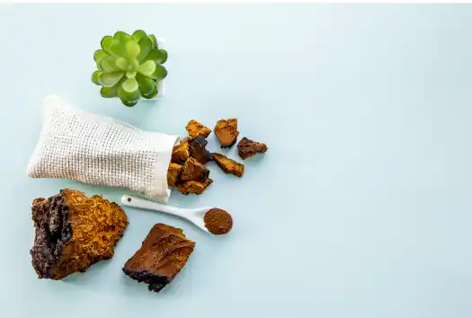 차가버섯 효능효과 영양성분 주의점