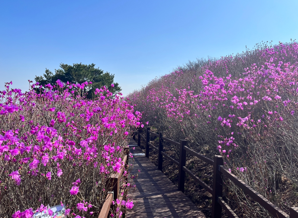 비슬산 참꽃문화제 홈페이지 참조