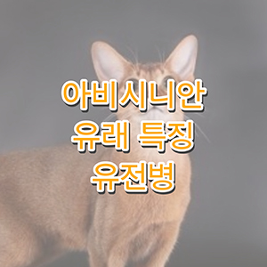 아비시니안 고양이