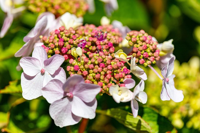 카멜리아힐 수국 축제