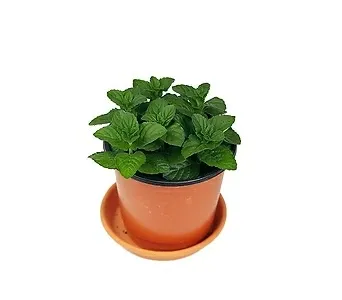 페퍼민트 키우기 물주기 삽목번식 햇빛관리 상쾌한 실내 허브_9