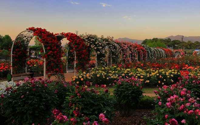 곡성세계장미축제