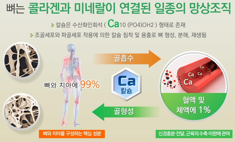 뼈는 콜라겐과 미네랄이 연결된 망상조직