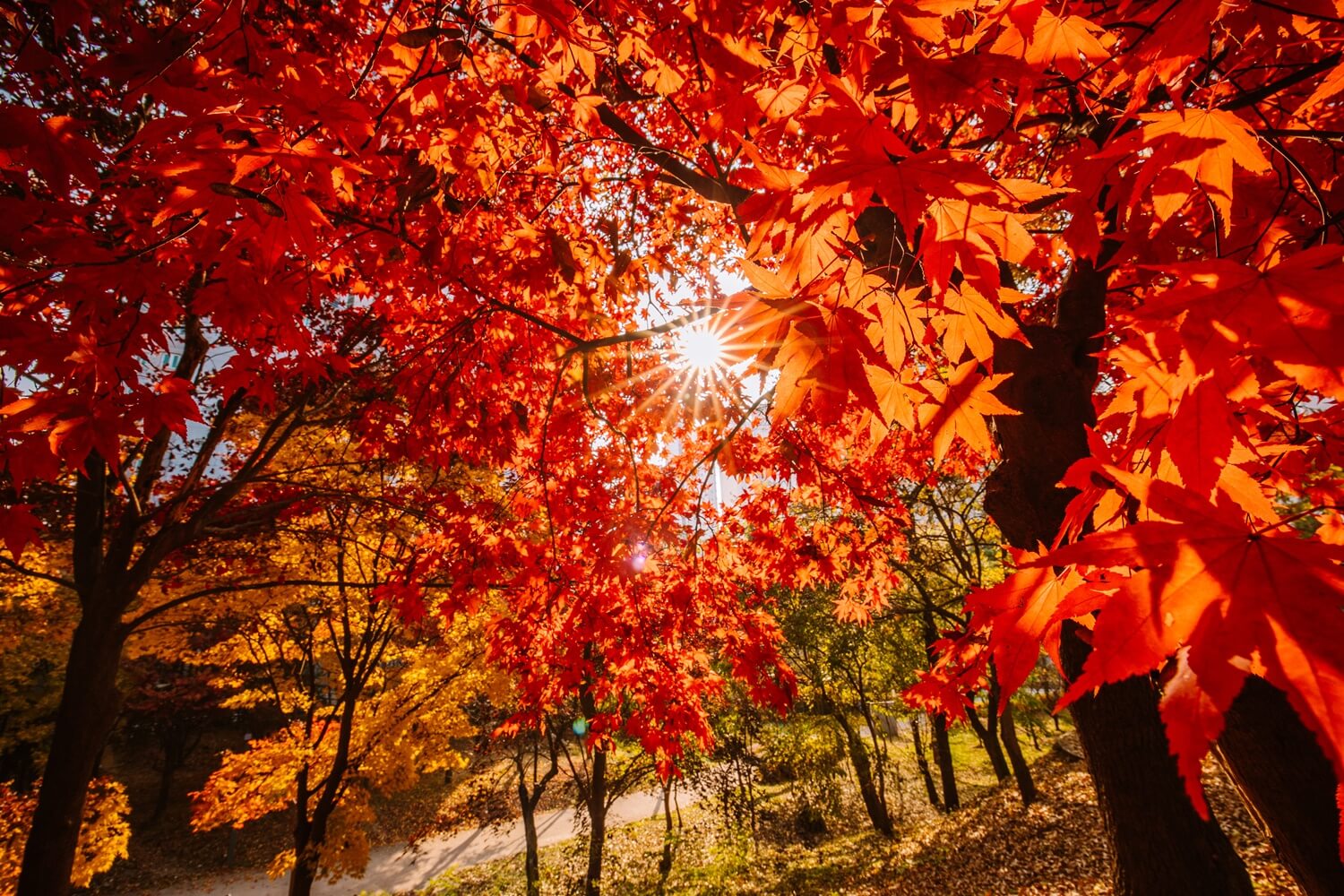 2024 설악산 단풍축제: 가을의 아름다움을 만끽하는 방법 🍂