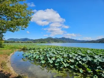 양평 가볼만한곳 베스트10 두물머리 연잎핫도그_7