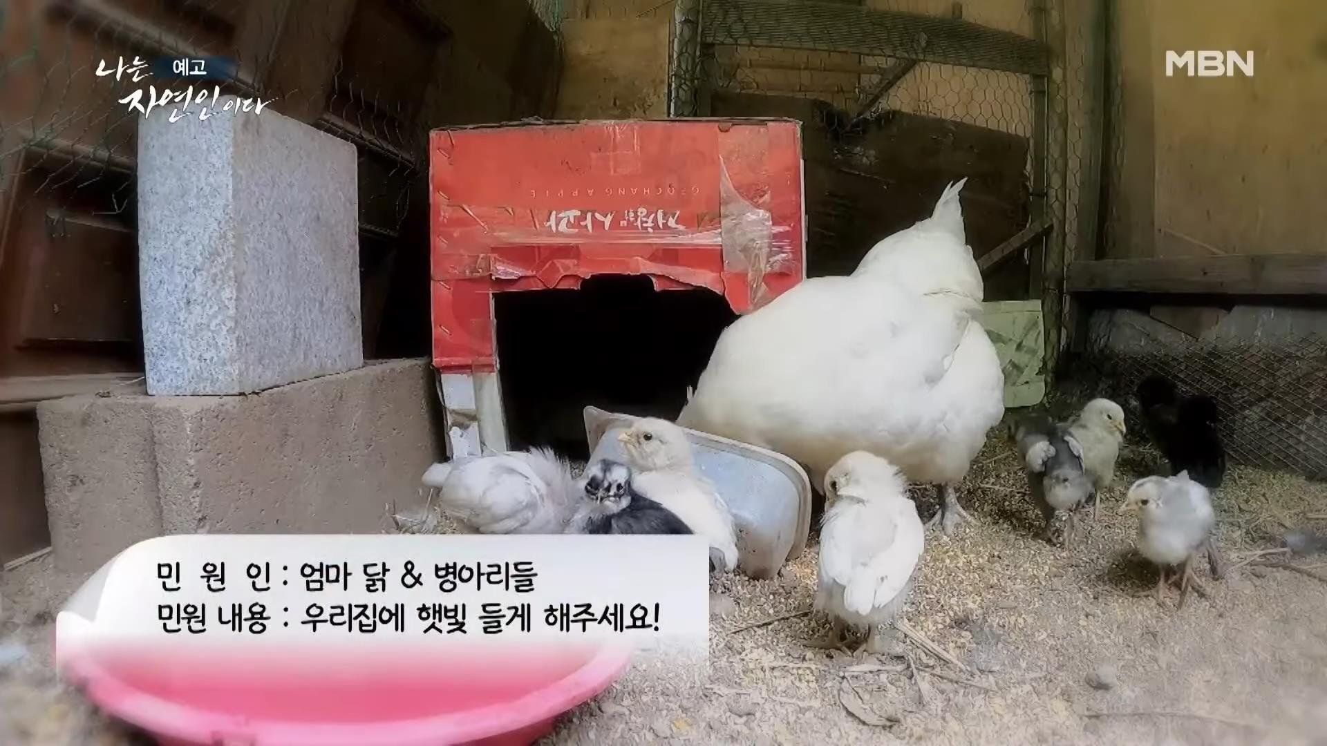 나는 자연인이다 42년 공무원 출신 산야초 대통밥 봄 나물 전 행복산 사랑동사무소 자연인 강이규 소개 및 이승윤 출연 552회 다시보기
