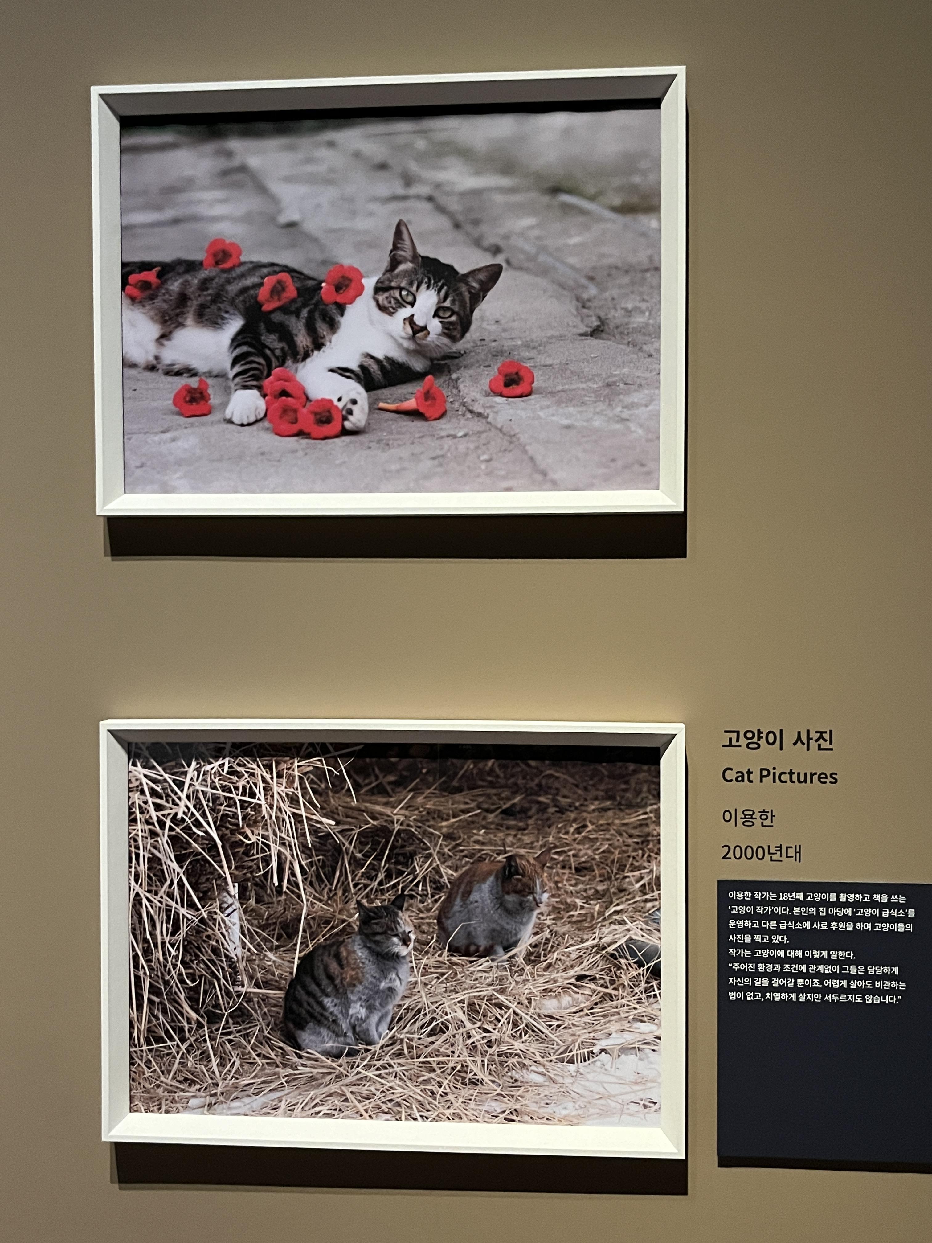 요물 우리를 홀린 고양이