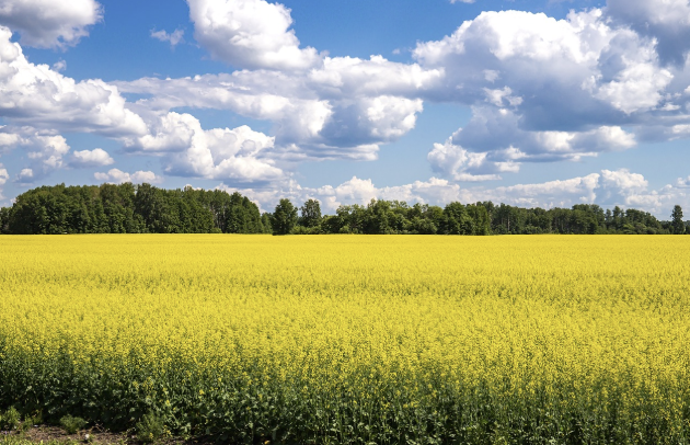 거제도여행 유채꽃밭 전경