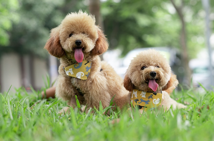 훈련을 마치고 쉬고 있는 푸들