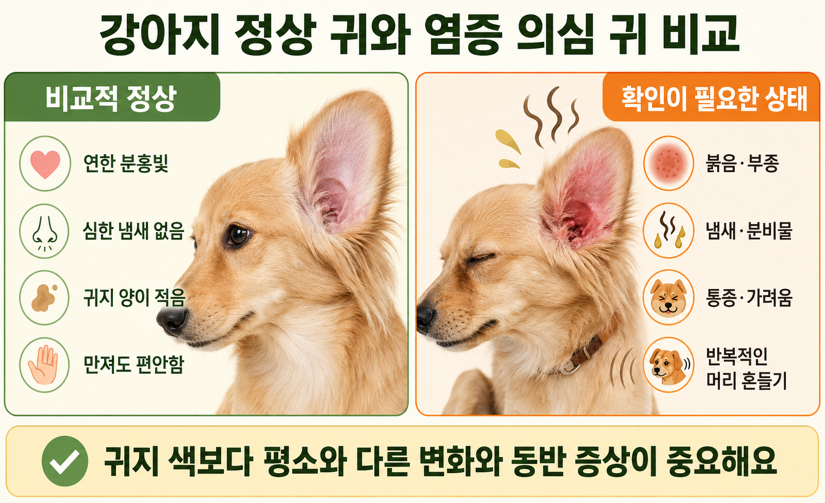 강아지의 정상적인 귀와 붉어짐 부종 분비물 냄새가 나타나는 염증 귀 비교