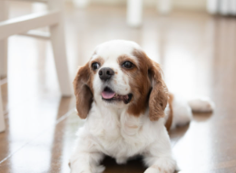 개가 사료를 먹지 않는 이유는?