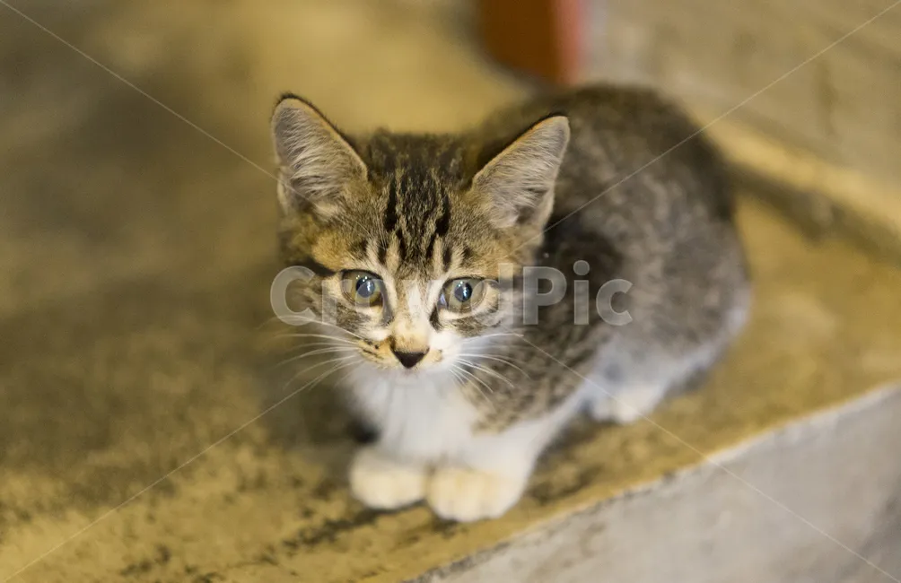 코숏 고양이 털색깔 종류 성격 수명_6