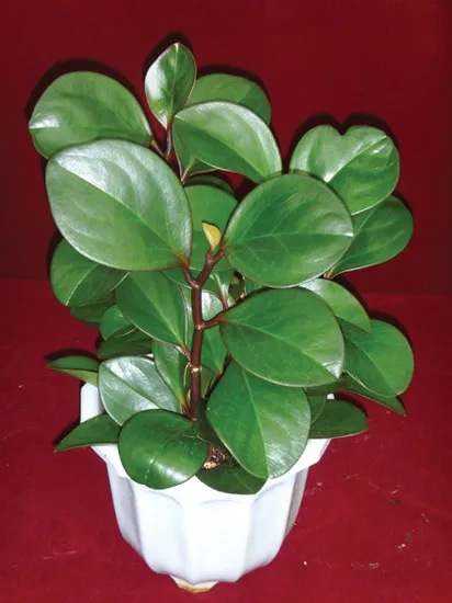 페페로미아 키우기 물주기 분갈이 빛관리 작고 예쁜 실내식물_2