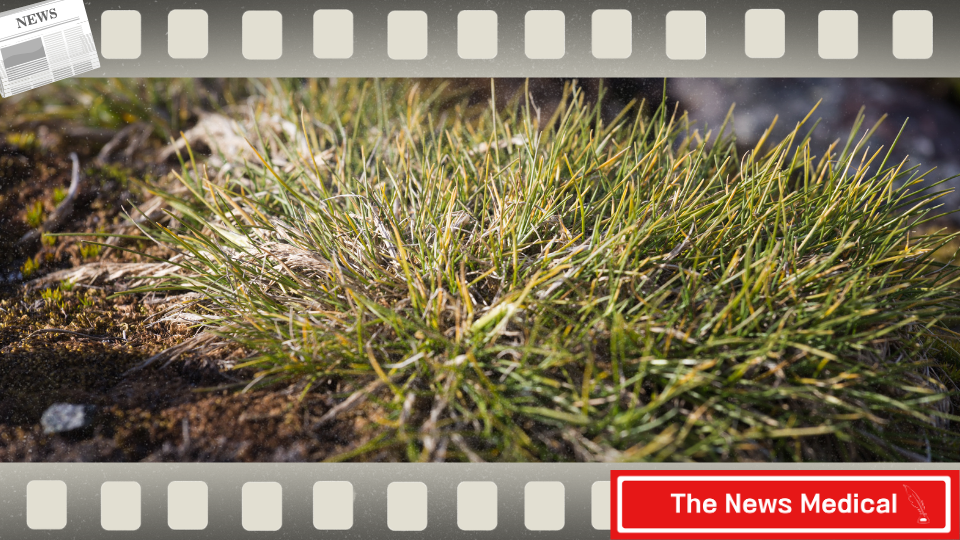 남극잔디 (Deschampsia antarctica)