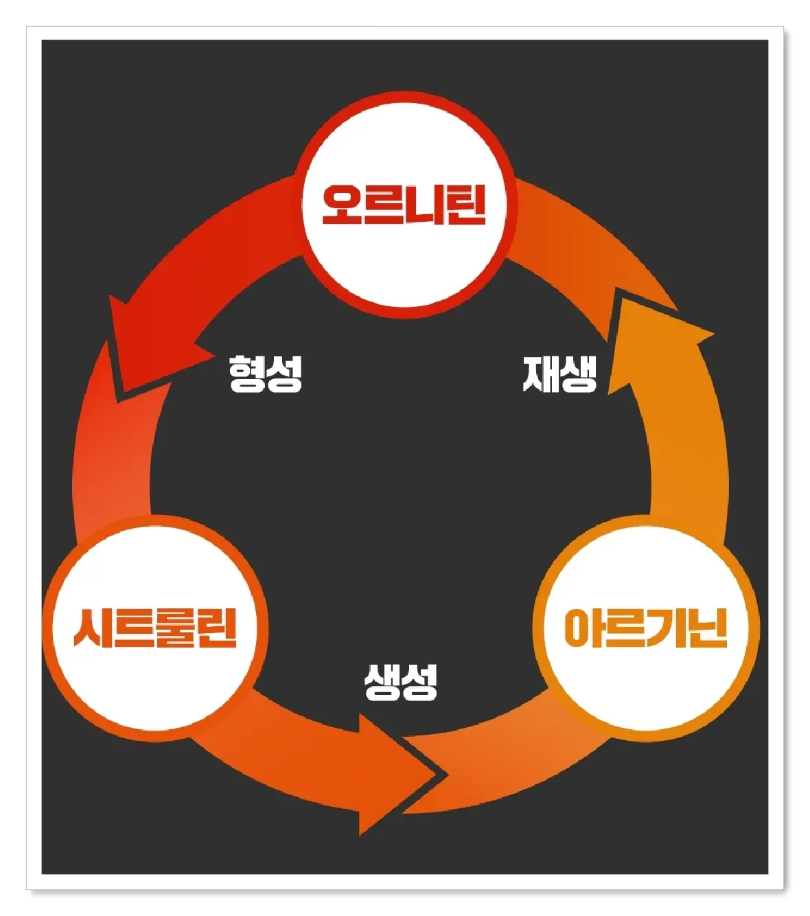 포뉴 L아르기닌 6000 마카 시너지 성분