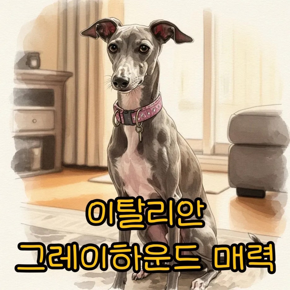 우아하고 매력적인 이탈리안 그레이하운드