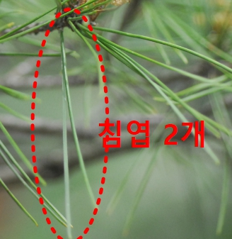 소나무 잎