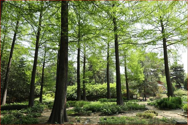 국립산림과학원 홍릉시험림의 울창한 나무들