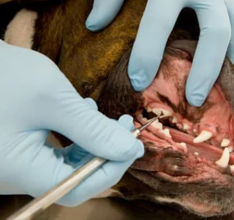 강아지 입냄새, 왜 생기고 어떻게 없앨까? 5가지 관리 팁