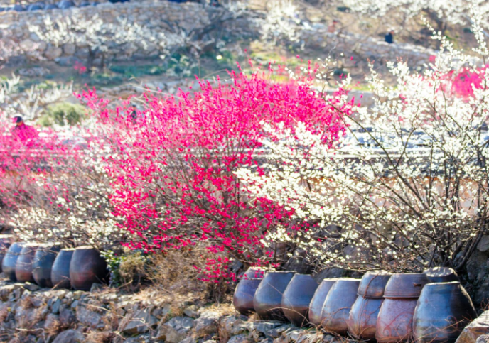광양매화축제
