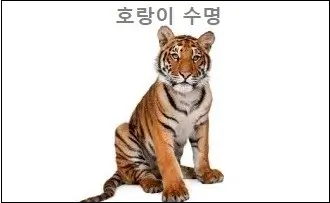 호랑이 수명