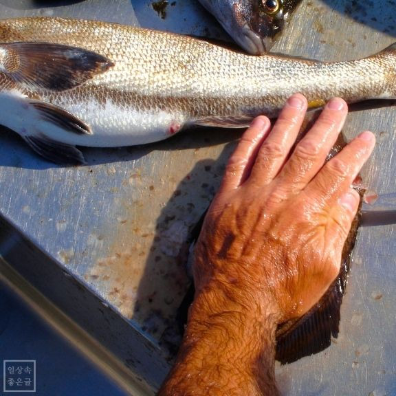 생선을 다듬는 손과 물고기의 모습, 아버지의 일터의 느낌을 담은 사진