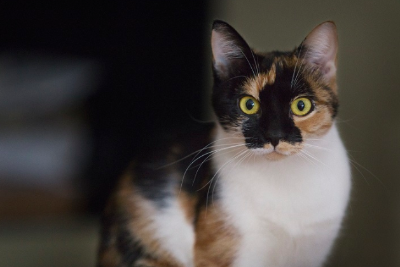 갈색과 검은색 털이 섞인 고양이가 앞을 향하고 있다